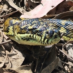 Morelia spilota at suppressed - suppressed