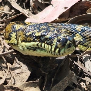 Morelia spilota at suppressed - suppressed