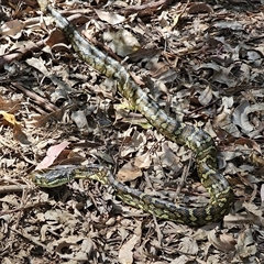 Morelia spilota at suppressed - suppressed