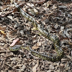 Morelia spilota at suppressed - suppressed