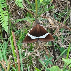 Epidesmia tricolor at Dundurrabin, NSW - 27 Nov 2024 by Csteele4