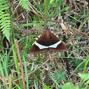 Unidentified Geometer moth (Geometridae) at Dundurrabin, NSW by Csteele4