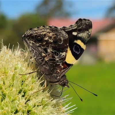 Vanessa itea (Yellow Admiral) at Dundurrabin, NSW - 27 Nov 2024 by Csteele4