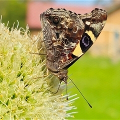 Vanessa itea at Dundurrabin, NSW - 27 Nov 2024 04:48 PM