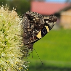 Vanessa itea at Dundurrabin, NSW - 27 Nov 2024 04:48 PM