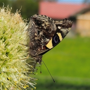 Vanessa itea at Dundurrabin, NSW - 27 Nov 2024 04:48 PM