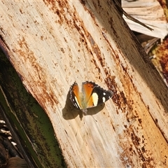 Vanessa itea at Dundurrabin, NSW - 27 Nov 2024 04:48 PM