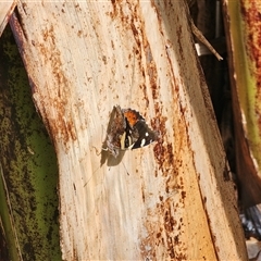 Vanessa itea at Dundurrabin, NSW - 27 Nov 2024 04:48 PM