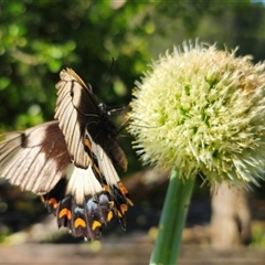 Papilio aegeus at Dundurrabin, NSW - 27 Nov 2024 by Csteele4