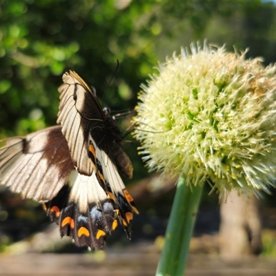 Papilio aegeus at Dundurrabin, NSW - 27 Nov 2024 by Csteele4