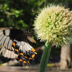 Papilio aegeus at Dundurrabin, NSW - 27 Nov 2024 04:54 PM