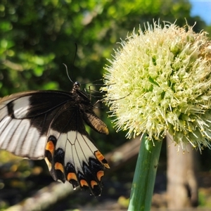 Papilio aegeus at Dundurrabin, NSW - 27 Nov 2024 04:54 PM