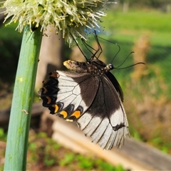 Papilio aegeus at Dundurrabin, NSW - 27 Nov 2024 04:54 PM