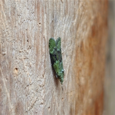 Heteromicta poeodes (A Pyralid moth (Galleriinae) at Dundurrabin, NSW - 29 Nov 2024 by Csteele4