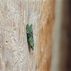 Heteromicta poeodes at Dundurrabin, NSW - 29 Nov 2024 08:54 AM