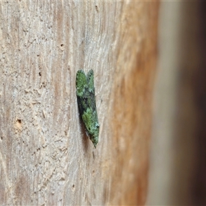 Heteromicta poeodes at Dundurrabin, NSW - 29 Nov 2024 08:54 AM