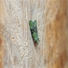 Heteromicta poeodes at Dundurrabin, NSW - 29 Nov 2024 08:54 AM