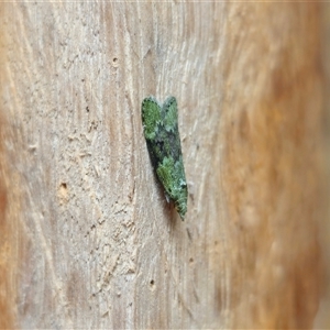 Heteromicta poeodes at Dundurrabin, NSW - 29 Nov 2024 08:54 AM