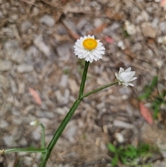 Ammobium alatum (Winged Everlasting) at The Gulf, NSW - 28 Nov 2024 by Csteele4