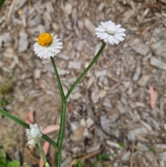 Ammobium alatum at The Gulf, NSW - 28 Nov 2024 10:02 AM