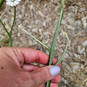 Ammobium alatum at The Gulf, NSW - 28 Nov 2024 10:02 AM