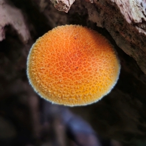 Cyptotrama asprata (Gold Tufts) at Dundurrabin, NSW by Csteele4