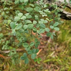 Indigofera australis subsp. australis at The Gulf, NSW - 27 Nov 2024 by Csteele4