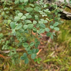 Goodia lotifolia (Golden Tip) at The Gulf, NSW by Csteele4