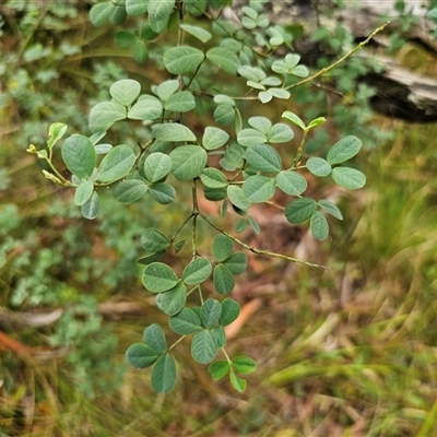 Indigofera australis subsp. australis at The Gulf, NSW - 27 Nov 2024 by Csteele4