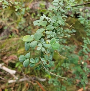 Goodia lotifolia at The Gulf, NSW - 28 Nov 2024 09:18 AM