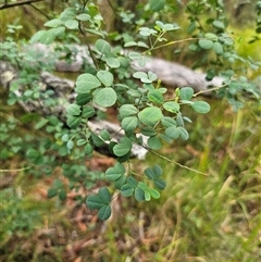 Goodia lotifolia at The Gulf, NSW - 28 Nov 2024 09:18 AM