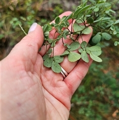 Goodia lotifolia at The Gulf, NSW - 28 Nov 2024 09:18 AM