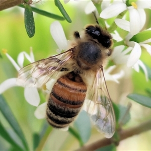 Apis mellifera (European honey bee) at Killara, VIC by KylieWaldon