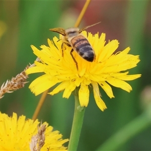 Apis mellifera at Killara, VIC - 24 Nov 2024 07:28 AM