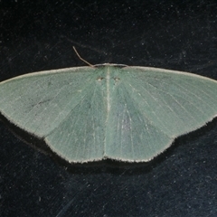 Chlorocoma dichloraria (Guenee's or Double-fringed Emerald) at Freshwater Creek, VIC - 18 May 2020 by WendyEM