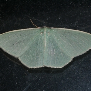 Chlorocoma dichloraria at Freshwater Creek, VIC - 18 May 2020