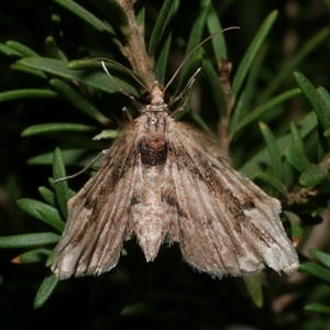 Chloroclystis approximata at Freshwater Creek, VIC - 18 May 2020 08:54 PM