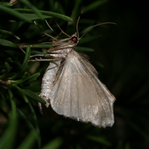 Chloroclystis approximata at Freshwater Creek, VIC - 18 May 2020 08:54 PM