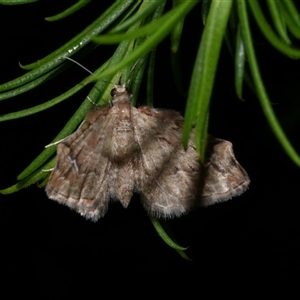 Chloroclystis approximata at Freshwater Creek, VIC - 18 May 2020 09:03 PM