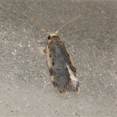 Hoplostega ochroma (a Eulechria Group moth) at Freshwater Creek, VIC - 21 May 2020 by WendyEM