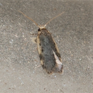 Hoplostega ochroma at Freshwater Creek, VIC - 21 May 2020