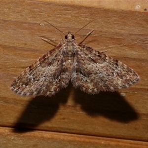 Chloroclystis approximata at Freshwater Creek, VIC - 21 May 2020