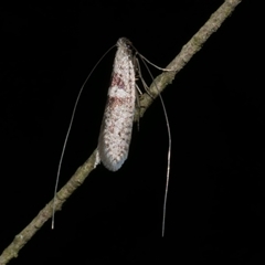 Ceromitia iolampra (A Fairy moth) at Freshwater Creek, VIC - 22 May 2020 by WendyEM