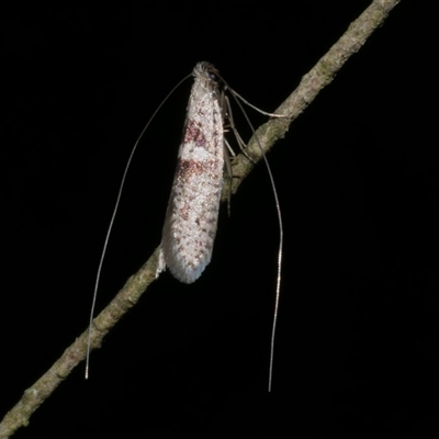 Ceromitia iolampra (A Fairy moth) at Freshwater Creek, VIC - 22 May 2020 by WendyEM