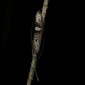 Ceromitia iolampra at Freshwater Creek, VIC - 22 May 2020 10:53 PM