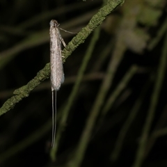 Ceromitia (genus) (A Fairy moth) at Freshwater Creek, VIC - 22 May 2020 by WendyEM