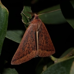 Cycloprorodes melanoxysta (Black-edged Geometrid) at Freshwater Creek, VIC - 24 May 2020 by WendyEM