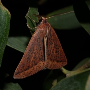 Cycloprorodes melanoxysta at Freshwater Creek, VIC - 24 May 2020 09:09 PM