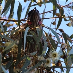 Anthochaera carunculata (Red Wattlebird) at Higgins, ACT - 8 Sep 2014 by Jennybach