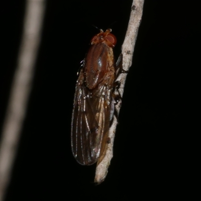 Unidentified True fly (Diptera) at Freshwater Creek, VIC - 28 May 2020 by WendyEM